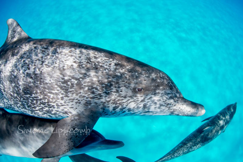 Nikon D800, Aquatica housing, Sigma 15mm fisheye lens. 1/250 sec, f/10, ISO 320.