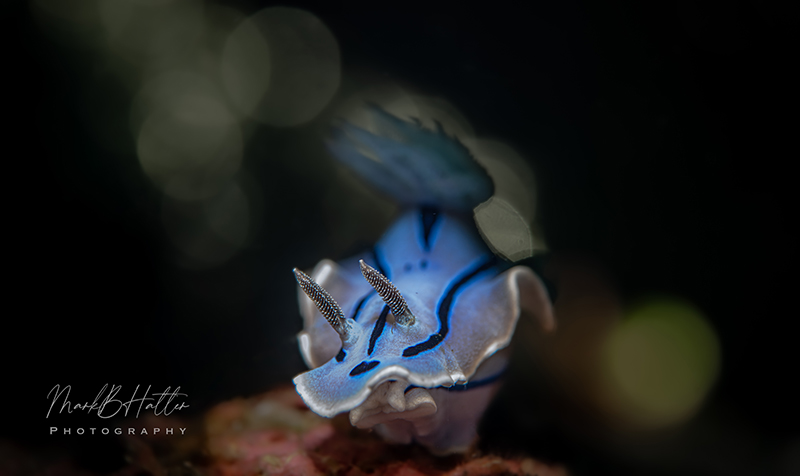 One of the first images captured with the Marelux SOFT Lite by Mark Hatter.