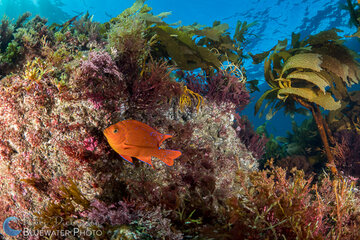 Garibaldi shot with Sony a7R II